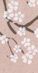 Fleurs blanches fond rose Fleurs blanches fond rose